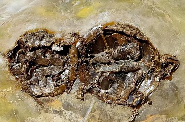 交配之后变化石？4500万年前上百只青蛙离奇死亡，专家：或因交配