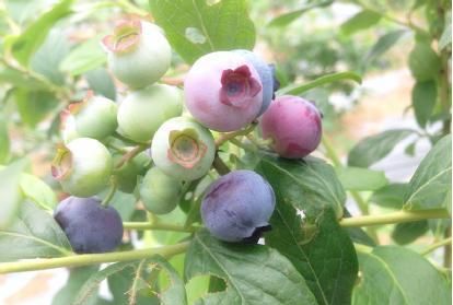 养生新饮——蓝莓酒