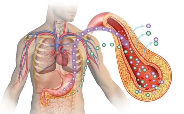 胰腺在人体的什么位置示意图图4