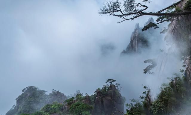 话·江西茶事 | 三清山黄金茶——“杯中山蜡梅，人间养生汤”