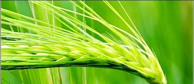 青稞与小麦营养价值的区别图1