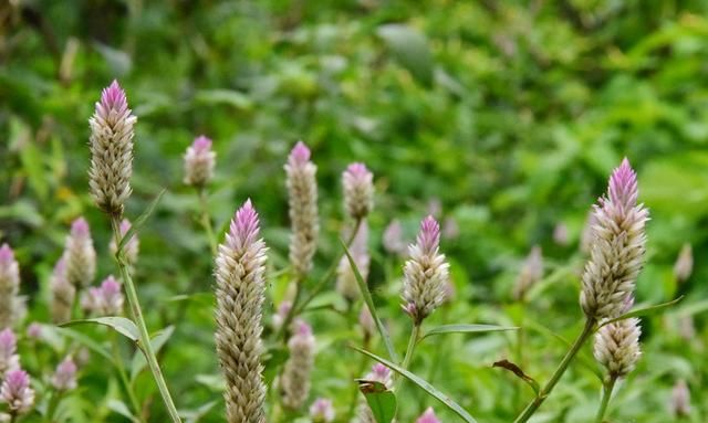 俗称“草决明”，眼睛红肿离不开它，除此之外，还有这些厉害用处