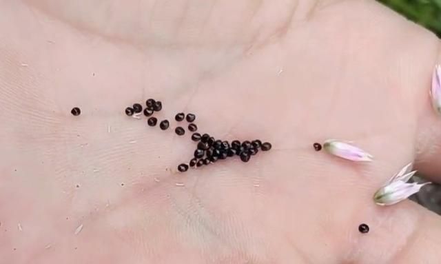 俗称“草决明”，眼睛红肿离不开它，除此之外，还有这些厉害用处