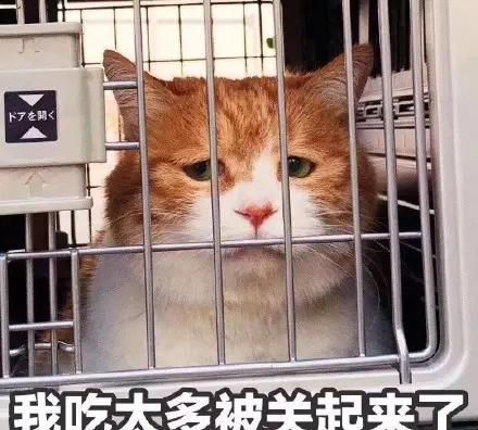 对于猫咪来说，这些食物简直就是“人间美味”，你喂对了吗？