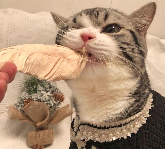 对于猫咪来说，这些食物简直就是“人间美味”，你喂对了吗？