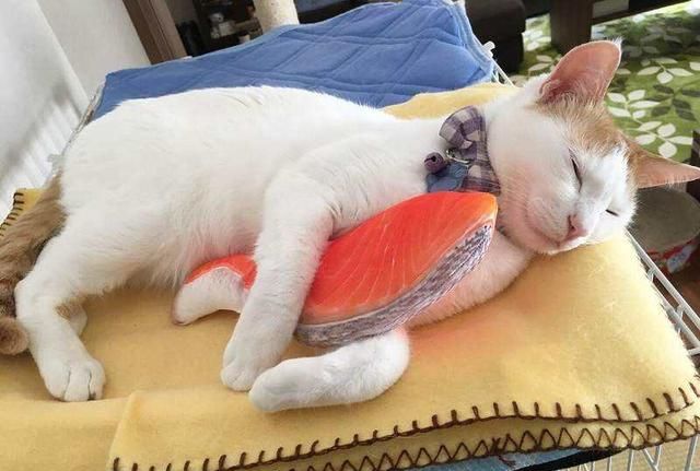 对于猫咪来说，这些食物简直就是“人间美味”，你喂对了吗？