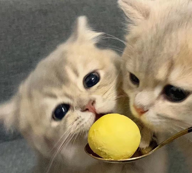 对于猫咪来说，这些食物简直就是“人间美味”，你喂对了吗？