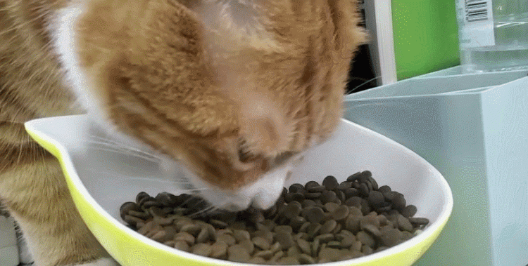 对于猫咪来说，这些食物简直就是“人间美味”，你喂对了吗？
