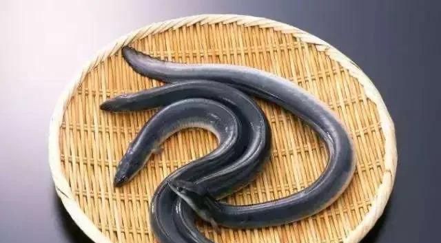 金钱鳗怎么煮(炖鳗教程)图1