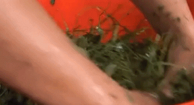 关于云浮民间美食藤豆腐的传说，你听说过吗？
