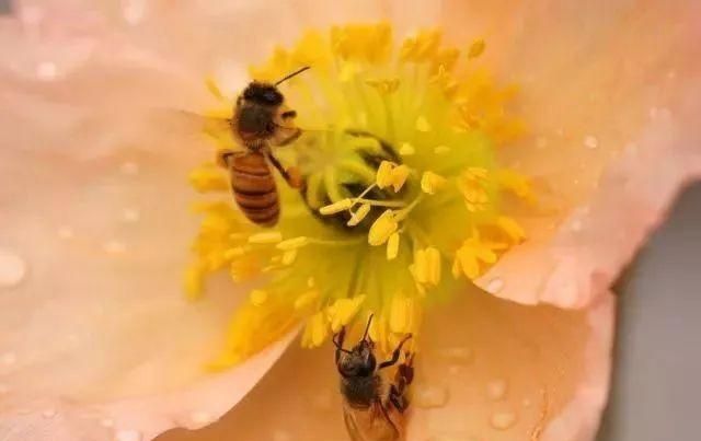 蜂群中哪些蜜蜂会吃花粉？花粉对蜜蜂有啥好处？养蜂人告诉你答案