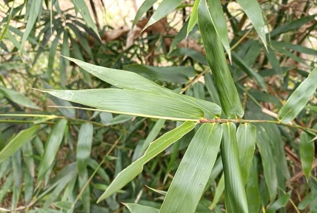 小小一片竹叶心，晒干泡茶喝，人称“安神茶”，清心除烦心情好