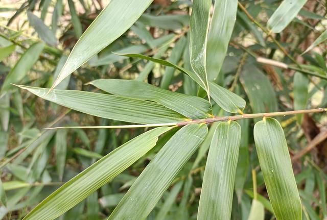 小小一片竹叶心，晒干泡茶喝，人称“安神茶”，清心除烦心情好