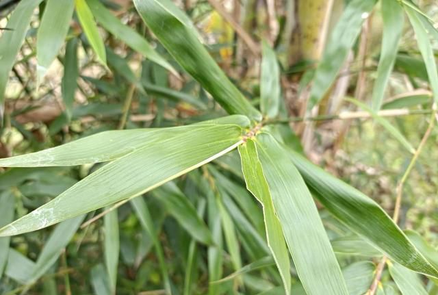小小一片竹叶心，晒干泡茶喝，人称“安神茶”，清心除烦心情好