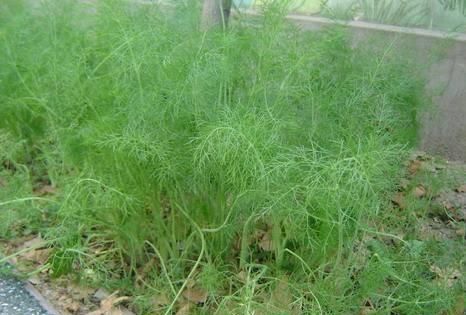 茴香苗球茎茴香和种植方法和日常管理
