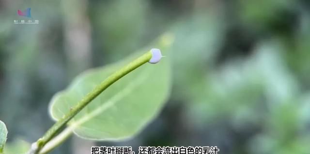 真·要命：这种常见小花，花蜜不是谁都能采