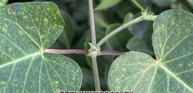 真·要命：这种常见小花，花蜜不是谁都能采