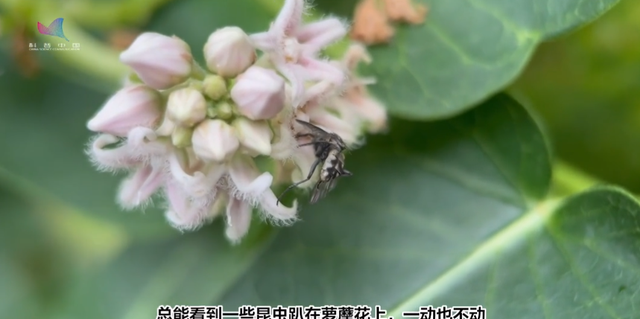 真·要命：这种常见小花，花蜜不是谁都能采