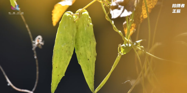 真·要命：这种常见小花，花蜜不是谁都能采