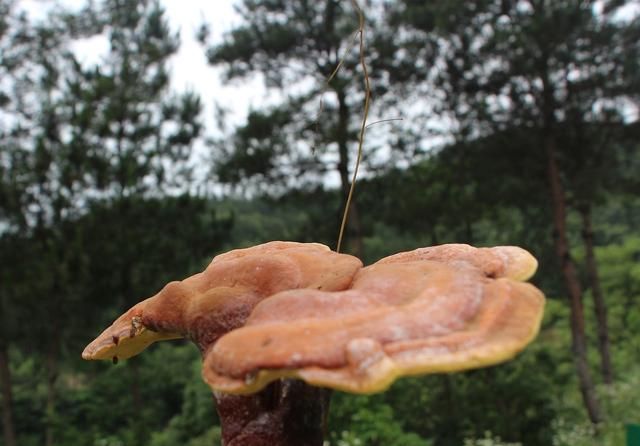 山中天然野生灵芝 灵芝又称林中灵，以林中生长的为最佳