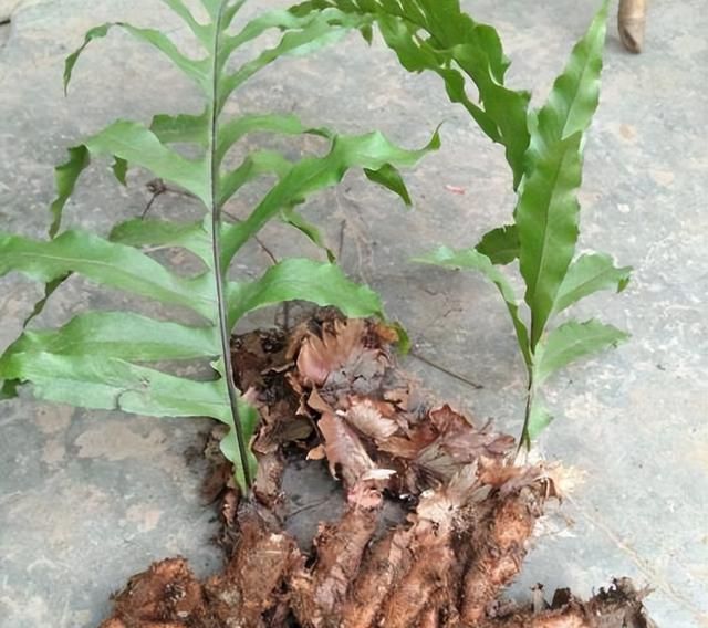 这种植物被皇帝赐名，骨头碎了用它煲汤喝，有辅助治疗作用
