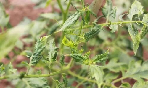 番茄蕨叶病病症(番茄蕨叶病症状)图4