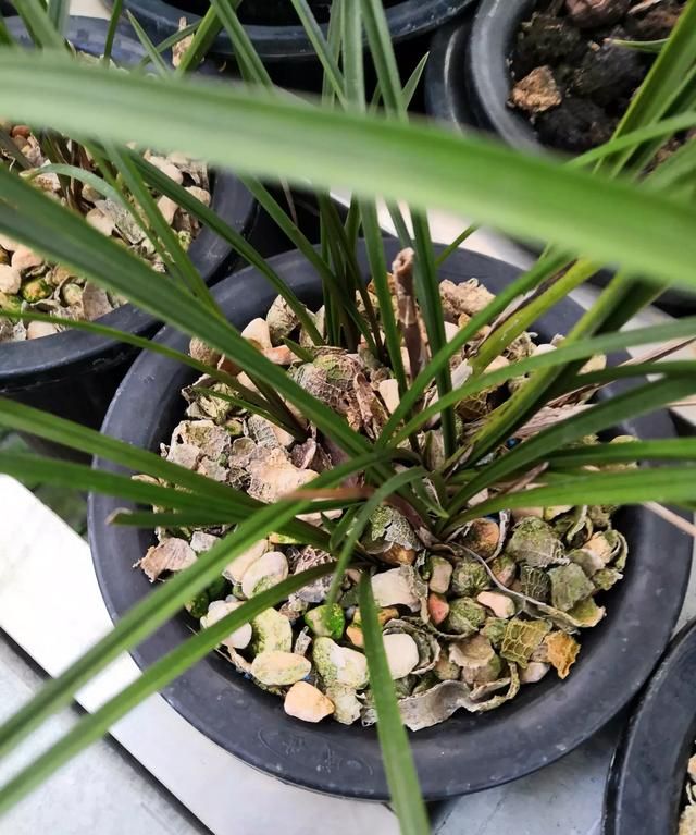 怎么发酵花生壳,怎么发酵花生壳做花肥图2