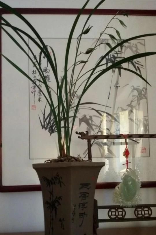 怎么发酵花生壳,怎么发酵花生壳做花肥图4