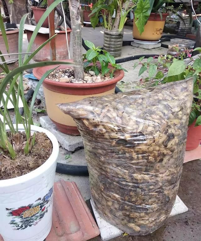 怎么发酵花生壳,怎么发酵花生壳做花肥图5
