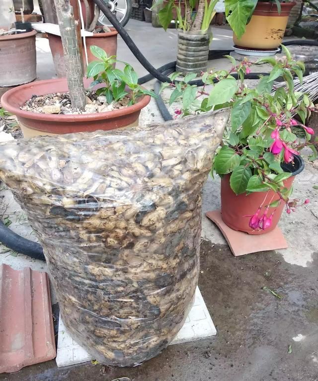 怎么发酵花生壳,怎么发酵花生壳做花肥图7