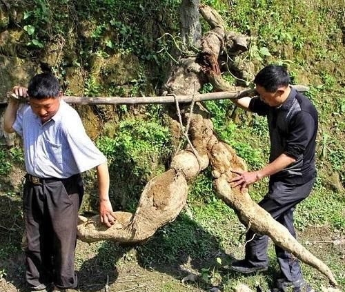 农村的野根粗壮都当宝，晒干切片作用多，人称“葛根”