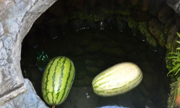 古代 关于西瓜那些事