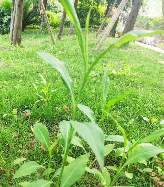 钻叶紫菀，一种可做菜，可做药的野草