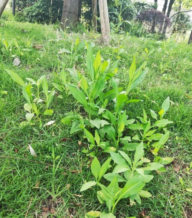 钻叶紫菀，一种可做菜，可做药的野草