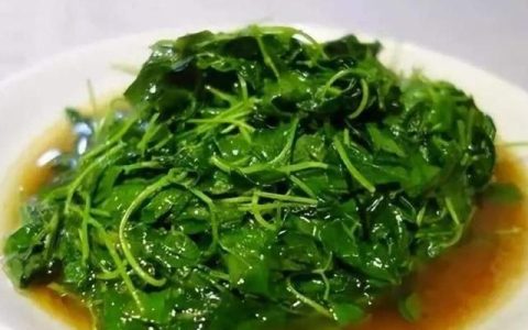 野菜苜蓿草吃法(苜蓿草头吃法)