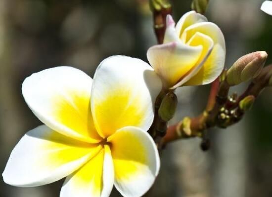 鸡蛋花怎么种植需要注意什么(鸡蛋花怎么种植)图4