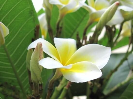 鸡蛋花怎么种植需要注意什么(鸡蛋花怎么种植)图6