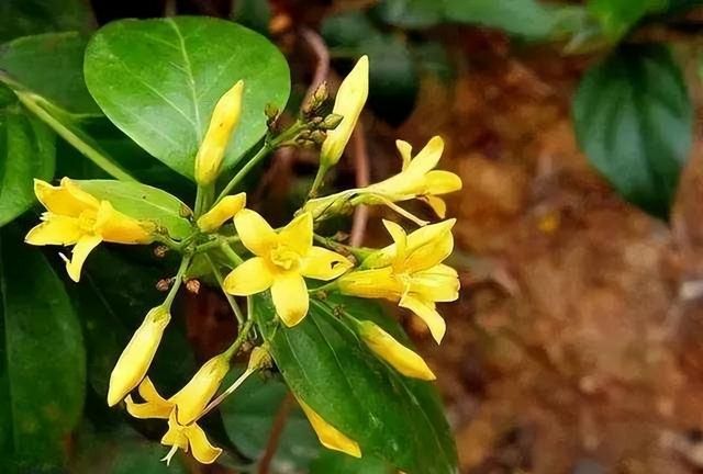 古代花卉的医药用途与药材研究