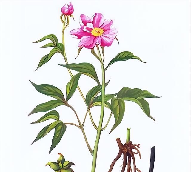古代花卉的医药用途与药材研究