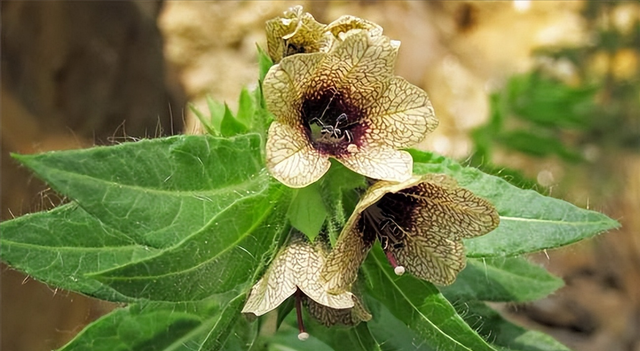古代花卉的医药用途与药材研究