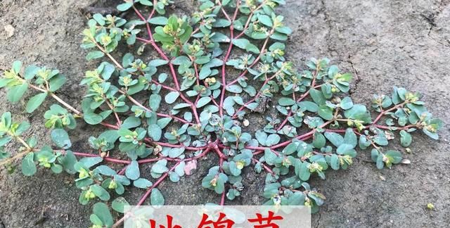 古代花卉的医药用途与药材研究