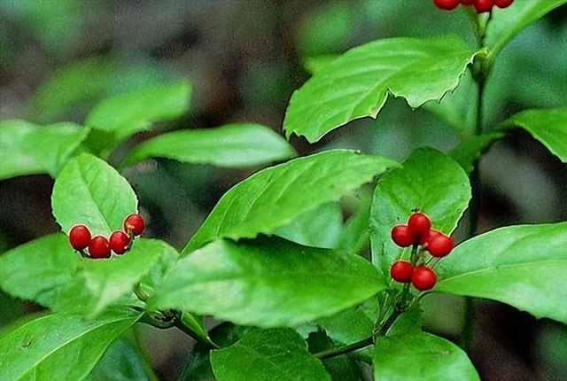 古代花卉的医药用途与药材研究