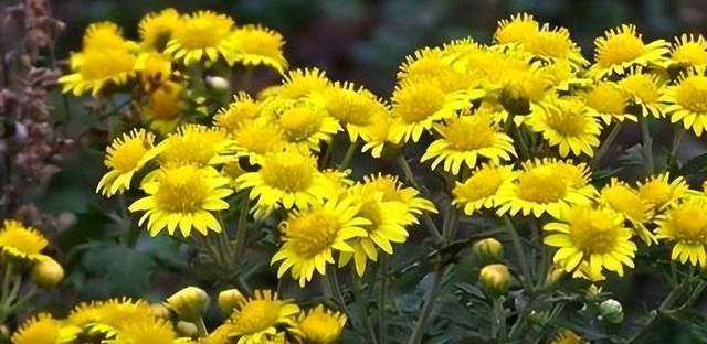 古代花卉的医药用途与药材研究