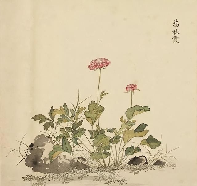 古代花卉的医药用途与药材研究