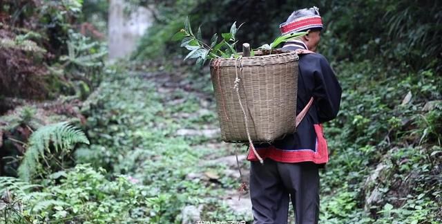 古代花卉的医药用途与药材研究