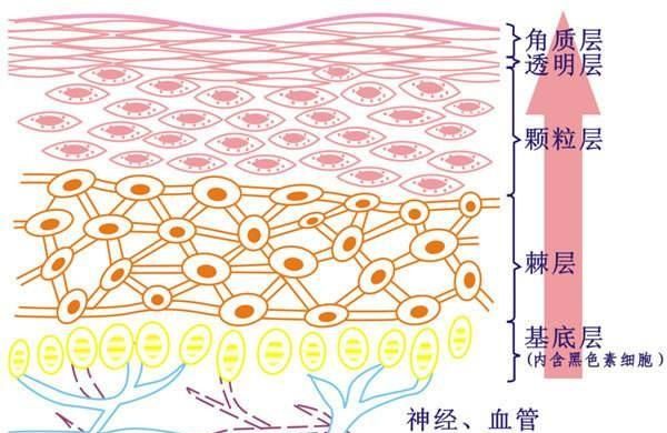 芦荟灌肤对皮肤有什么好处,芦荟凝胶灌肤手法操作图2