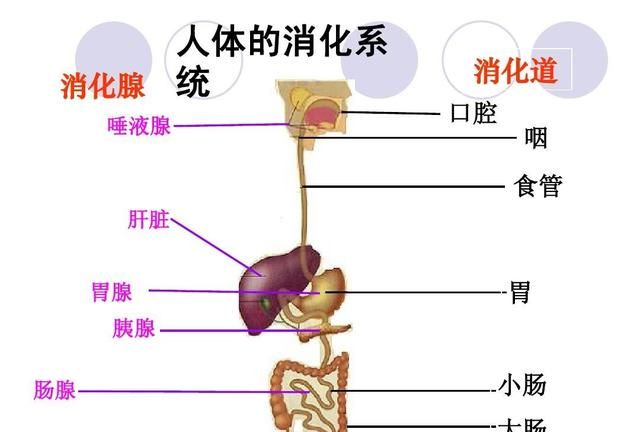 芦荟灌肤对皮肤有什么好处,芦荟凝胶灌肤手法操作图3