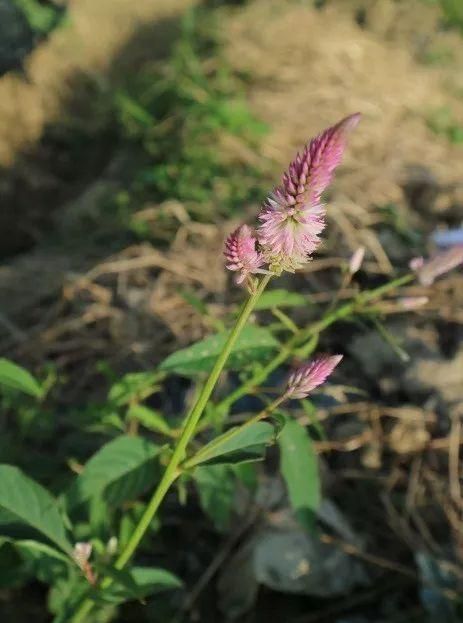 权威发布：瓜田杂草识别（第一篇）