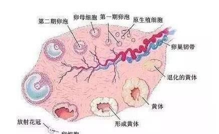 试管婴儿的促排药物会对胎儿有副作用吗图2