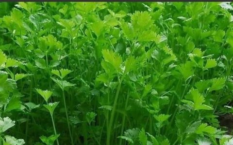 芫荽有哪些形态特征和功效